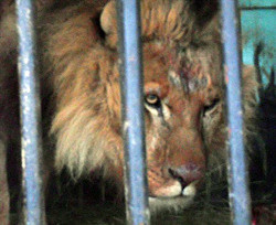 Льва Симбу будут спасать в Харьковский зоопарк 
