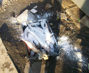 На рынках Луганска «наловили» полтонны некачественной рыбы 