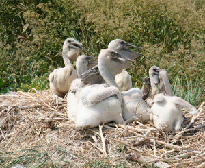 Пеликаны «прописались» в Приазовье – экзотические птицы прилетают в заповедник третий год 