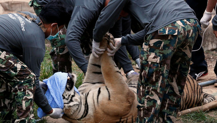 В святом храме нашли 40 мертвых тигрят