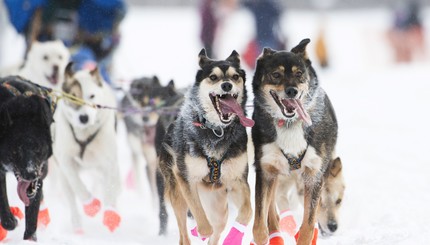 В США проходит гонка на собачьих упряжках