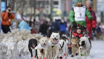 В США проходит гонка на собачьих упряжках