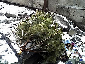 Новогодние елки в Полтаве будут давать тепло и бороться с сорняками