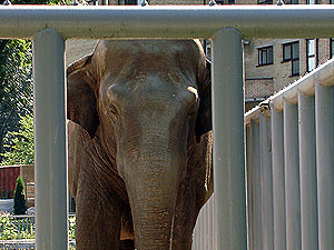 В столичном зоопарке потратят 900 тысяч на ремонт дома для слона