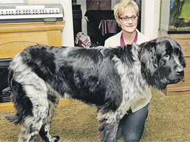 Черно-белый Бумер - самая длинная в мире собака