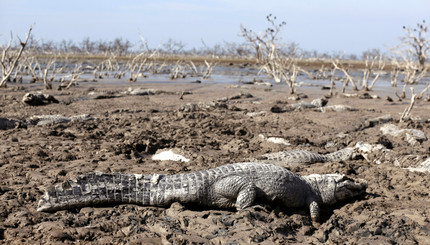 Сильная засуха на реке Пилькомайо превращает животных в живых мумий