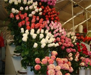 В Крыму перед 1 сентября розы стоят до 30 гривен за штуку, а букеты – до 80