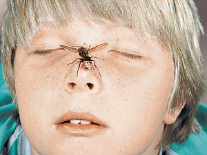 Детский сад атаковали осы! Пришлось вызывать спасателей