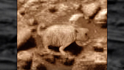 На Марсе обнаружили камень в форме грызуна