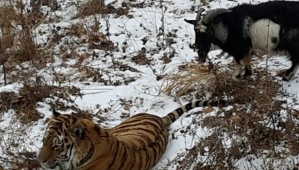 Зоошок: тигр подружился со своим обедом - горным козлом 