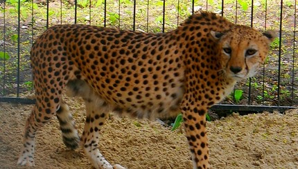 В харьковском зоопарке поселился гепард