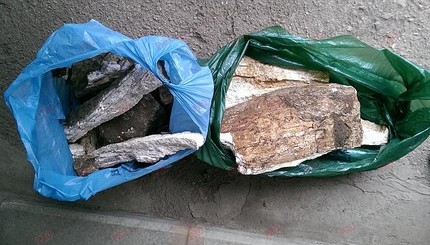 В детском саду Бердянска нашли кости мамонта