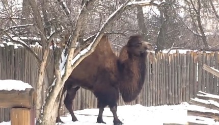 Верблюд в Киевском зоопарке умилил соцсети