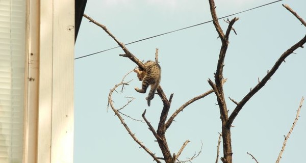 Повисшего на дереве котенка спасали всем миром