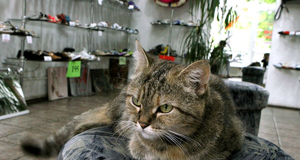 В центре города кошка Муся торгует обувью