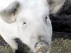 В Запорожской области у свиней нашли африканскую чуму
