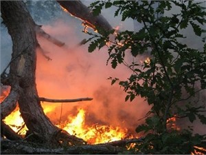 В Ялте из-за лесного пожара объявлена чрезвычайная ситуация