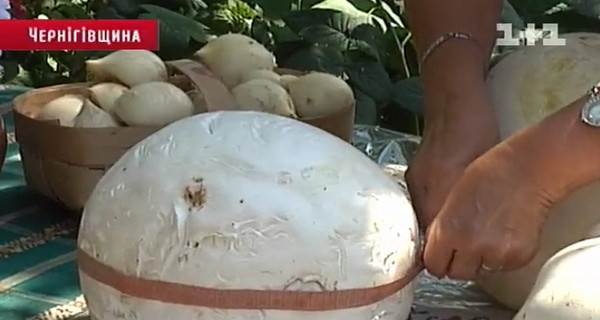 В Черниговской области грибники наткнулись на двухкилограммового дождевика 
