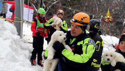 Спасение щенков из-под снежного плена в Италии
