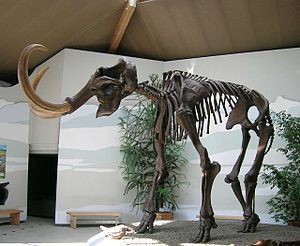 Скелет мамонта выставят на торги в Париже за 185 тысяч евро