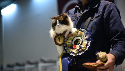 В Киеве состоялся конкурс красоты среди кошек