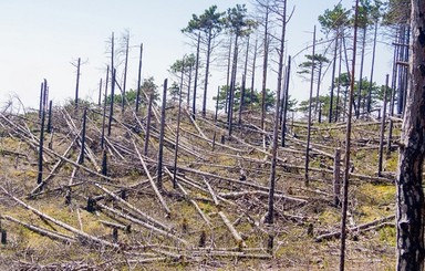 Крымские леса будет охранять 