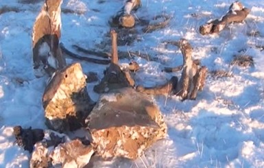 В России хотят приравнять мамонтов к полезным ископаемым