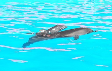 У украинской парочки дельфинов родился 30-килограммовый малыш