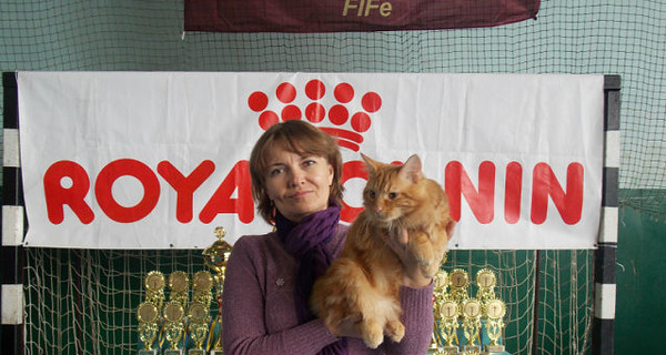 Хозяйка сбежавшего с выставки в Одессе кота поменяла три квартиры, пока искала питомца