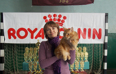 Хозяйка сбежавшего с выставки в Одессе кота поменяла три квартиры, пока искала питомца