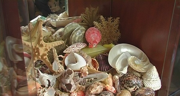 Тернопольчанка собрала крупнейшую в мире коллекцию ракушек 