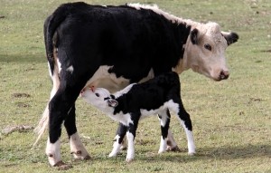 В Марокко родился двуглавый теленок
