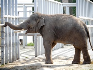 Киевский зоопарк рассказал, чем болен слон Хорас