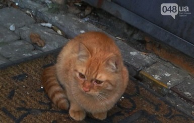Кошку-символ ювелирного салона с Дерибасовской бросили на улице