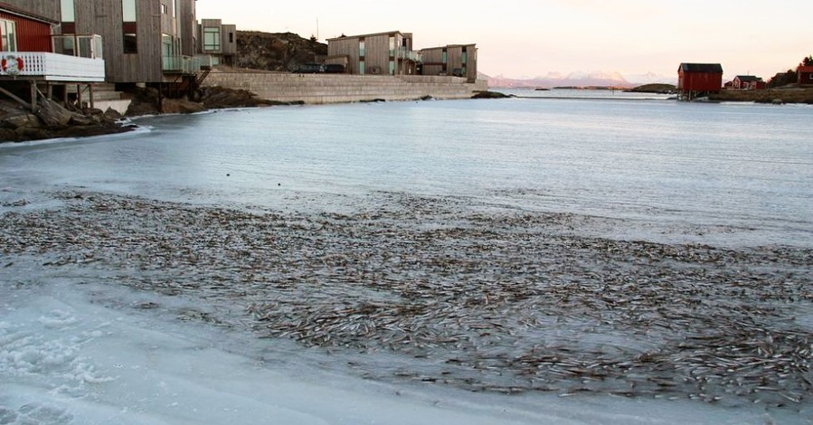 В Норвегии из-за аномальной погоды замерзли тонны сельди