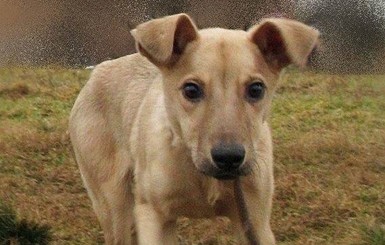 В Киеве чудом выживший щенок ищет хозяев
