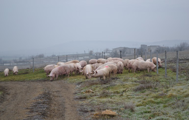 При пожаре в Одесской области заживо сгорело 300 свиней