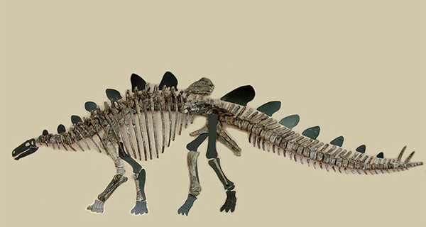 Палеонтологи собрали по косточкам стегозавра, жившего 165 миллионов лет назад