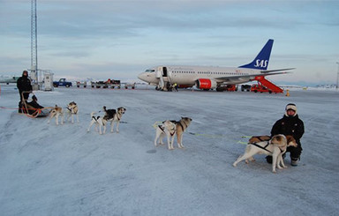 Норвежский отель будет возить постояльцев в собачьих упряжках