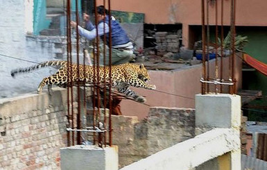 В Индии леопард парализовал жизнь целого города