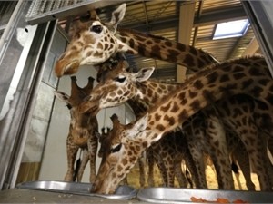 В европейских зоопарках убивают ежегодно до пяти тысяч здоровых животных