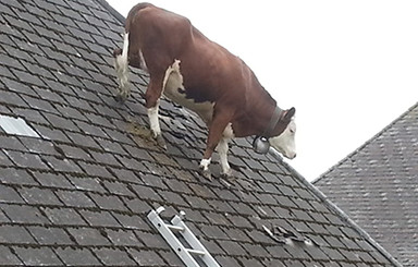 В Швейцарии буренка разгуливала по крыше дома