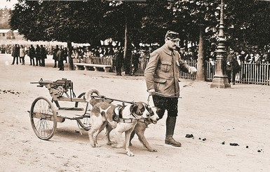 Герои Первой мировой войны: пес-шпион и голубь-полковник