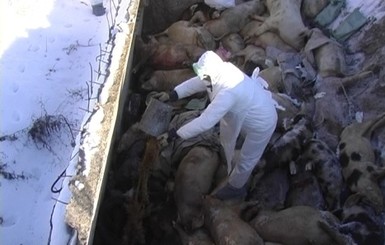 Село в Черниговской области взяли под карантин из-за африканской чумы свиней