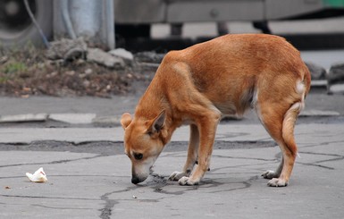 Нашествие бродячих собак в Донецке: приюты переполнены, а на вакцины нет денег