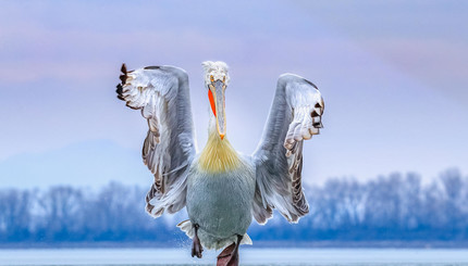 Внимание! Сейчас вылетит птичка: выбраны лучшие фото птиц в 2019 году