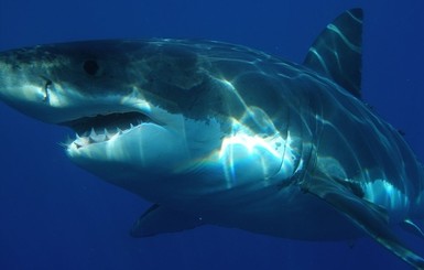 На Филлипинах рыбаки нашли в желудке акулы человеческую голову