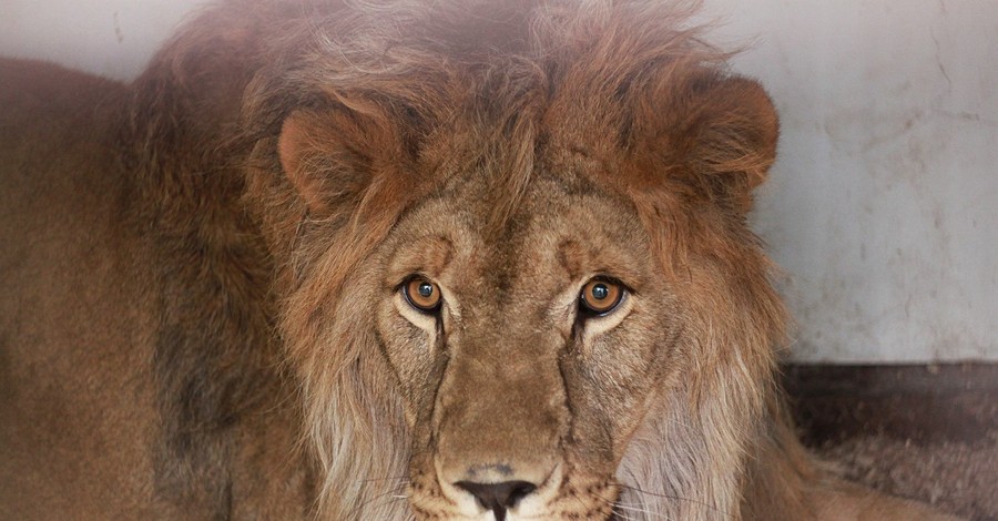 В Луганском зоопарке под бомбежками выжил лев 
