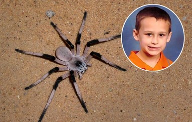 В США паук убил мальчика накануне Дня благодарения