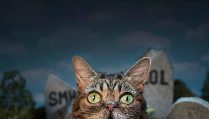 Умерла самая популярная в Инстаграм кошка Лил Баб